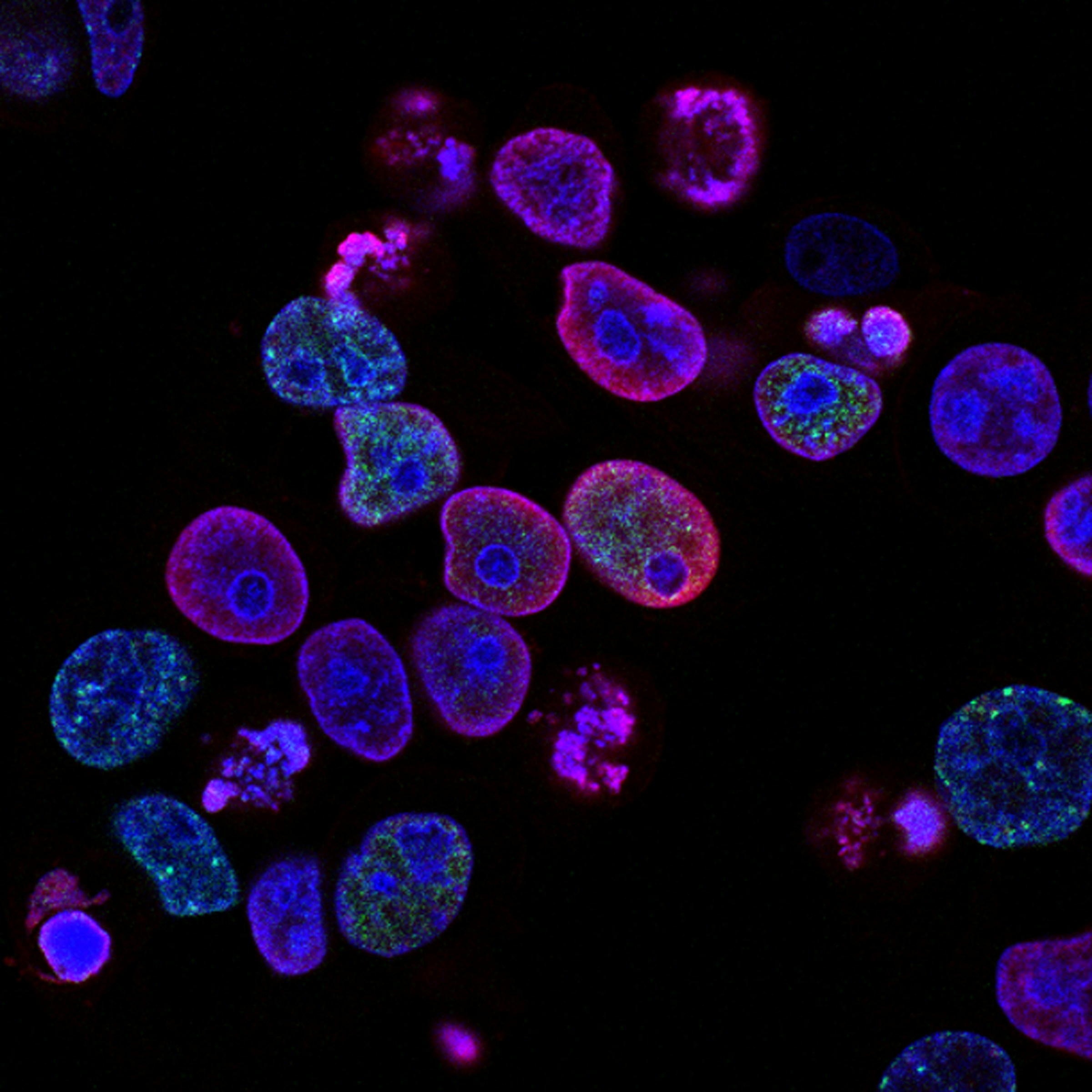 Fluorescent cellular microscopy image in vivid scientific color